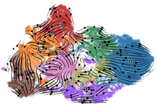RNA velocity analysis on scRNA-seq data